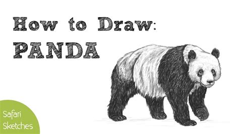 How To Draw A Panda Step By Step Youtube / How to draw a panda with his ...