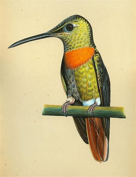 Hummingbird print. | Nature prints, Botanical prints, Antique prints