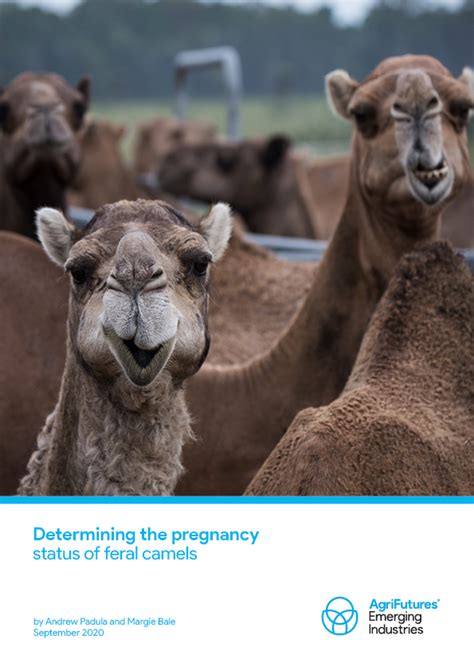 Determining the pregnancy status of feral camels | AgriFutures Australia