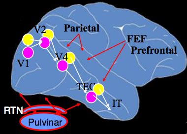 Cognitive Neuroscience | The Center for Brains, Minds & Machines