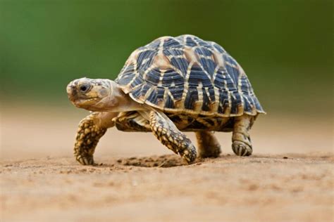 Indian Star Tortoise Facts - CRITTERFACTS