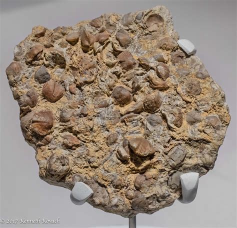 Shell Fossils for Sharon - People and Animals - Topaz Discussion Forum