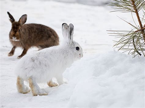 Les animaux qui changent de couleur l'hiver s'adaptent au réchauffement climatique - Sciences et ...