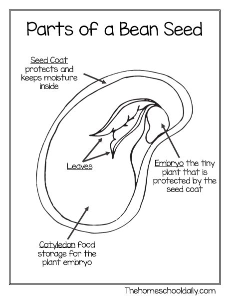 Parts of a Seed and Germination Worksheet - Worksheets Library