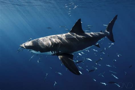 An insight about baby Great White Sharks - Nautilus Adventures