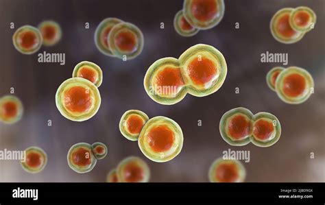 Blastomyces fungus, illustration Stock Photo - Alamy