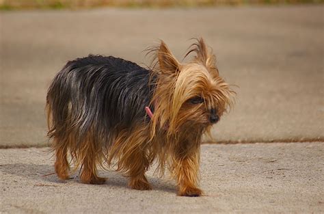 Teacup Yorkshire Terrier - My Doggy Rocks