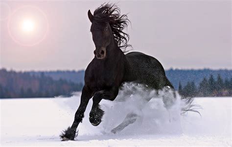 HD Black horse snow Wallpaper | Download Free - 145782