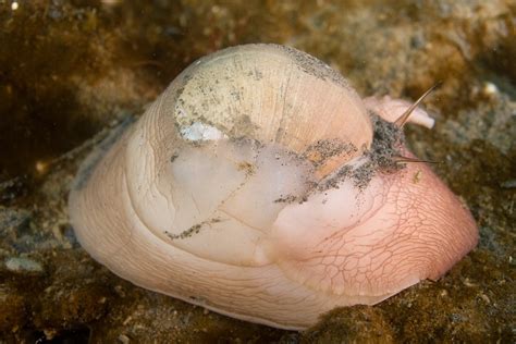 Biggest Snail Shell In The World | BEYONDbones