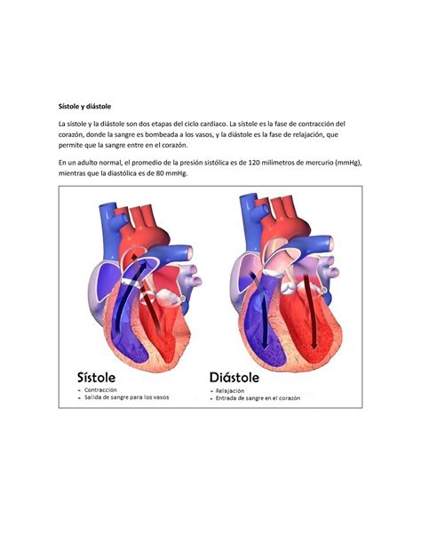 Sístole y diástole - Apuntes 1-3 - Sístole y diástole La sístole y la diástole son dos etapas ...