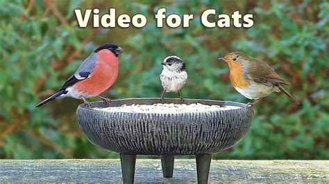 Videos for Cats to Watch Birds - Garden Bird Extravaganza - 8 Hours NEW ...