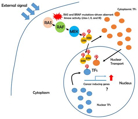 Genes | Free Full-Text | Emerging BRAF Mutations in Cancer Progression and Their Possible ...