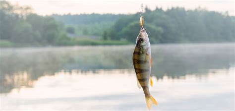 Perch Fishing Tips - Expert Techniques and Tools You Need to Know