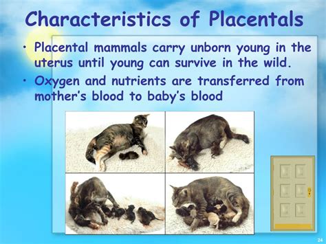 PPT - Mammals PowerPoint Presentation, free download - ID:2109577