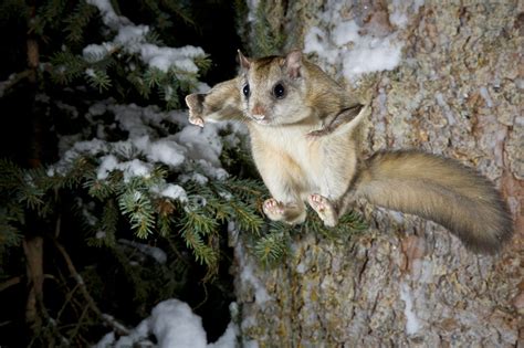 The Amazing Northern Flying Squirrel