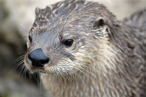 The Northern River Otter (Lutra canadensis)