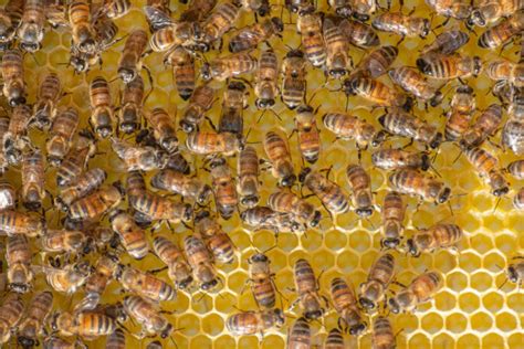 What Are Carniolan Bees? A Beekeeper’s Guide Bee Professor