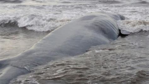 The Largest Beached Animal In Recorded History Is Rescued