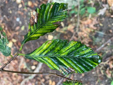 Notes from a Naturalist – Beech Leaf Disease | Woodcock Nature Center