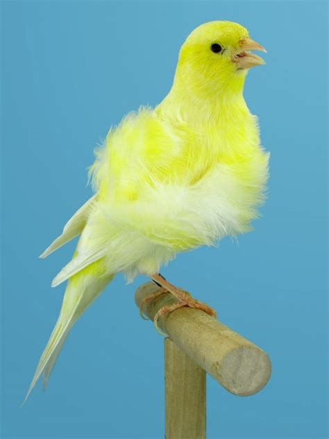 Top Canary Bird Breeds A-Z - The Happy Chicken Coop