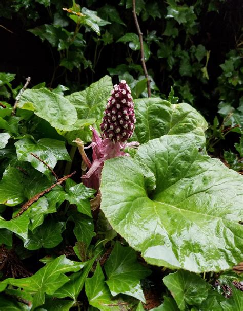 Rote Pestwurz (Petasites hybridus) - PictureThis