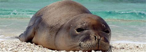 Iran Pursues Conservation of Endangered Caspian Seal | Financial Tribune