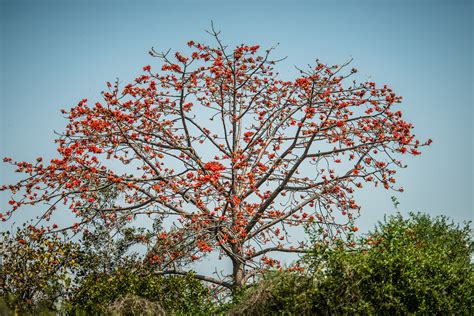 Kesudo Tree | Butea monosperma (Punjabi: ਕੇਸੂ, Sanskrit: किं… | Flickr