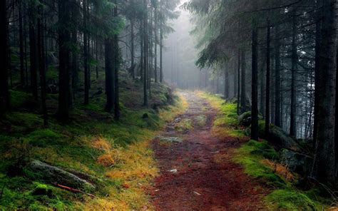 Forest Path Fog Wallpapers - Wallpaper Cave