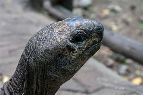 Giant tortoises, Prison Island, Tanzania