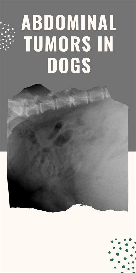 Abdominal Tumors in Dogs | Tumors on dogs, Mast cell tumor dogs, Tumor