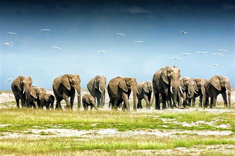 Herd Of African Elephants, Amboseli by Mike Hill