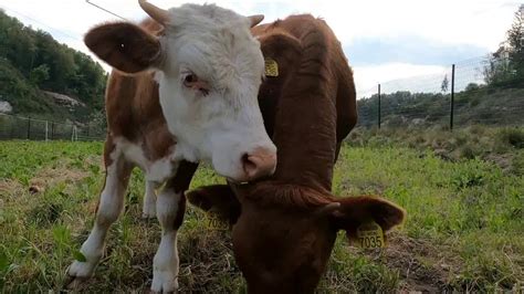 Baby Cows Playing - YouTube/BABY COWS PLAYING/Sweet Pet vlog - YouTube