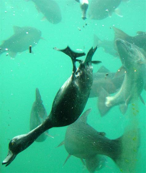 Duck dive | In Queenstown, a tourist mecca on the lower Sout… | Flickr