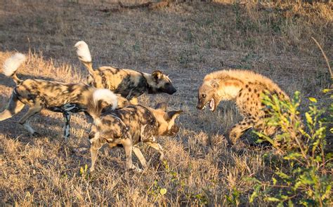 Wild dog vs Hyena | Sabi Sabi Private Game Reserve Blog