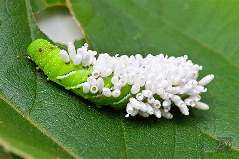 David Moynahan Photography | Invertebrates | Parasitized hornworm