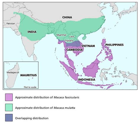 Geographic ranges of rhesus and cynomolgus macaques. Geographic... | Download Scientific Diagram