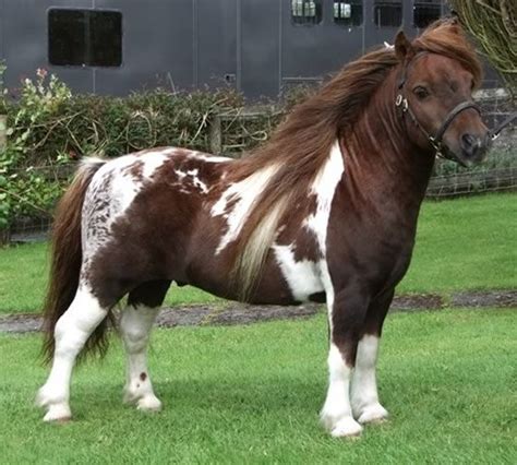 408 best images about American Shetland /Shetland Pony on Pinterest ...