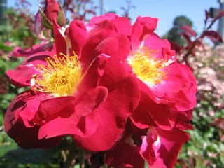 kenton rose garden 4 | Roses, Kenton neighborhood, Portland … | brx0 | Flickr