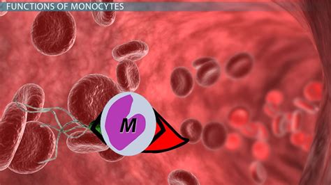 What Are Monocytes? - Definition, Function & Blood Test - Video & Lesson Transcript | Study.com