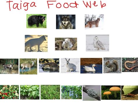 Taiga Food Chain