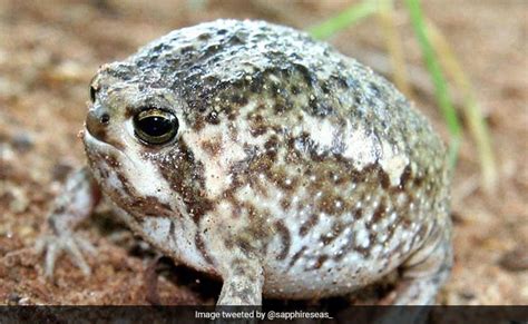 Viral Video: Desert Rain Frog Squeaks, Internet Is Amused