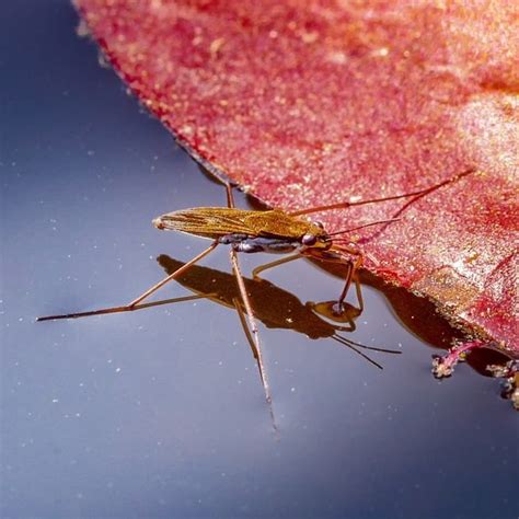 List of Common Aquatic Pond Insects (Pictures & Identification) - Pond Informer