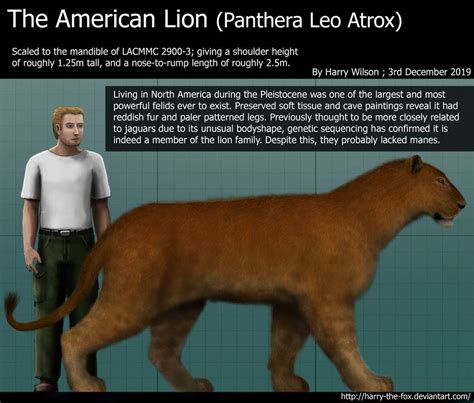 American Lion Size by Harry-the-Fox on DeviantArt