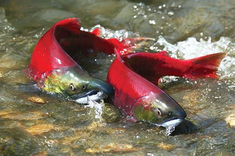 SVSS – Estimating Chinook Salmon Spawners | Wenatchee Tree Fruit ...