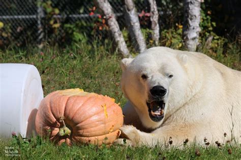 Cochrane Polar Bear Habitat making progress on redesign initiative ...