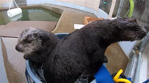 Sea otters playing in a bucket of water - YouTube