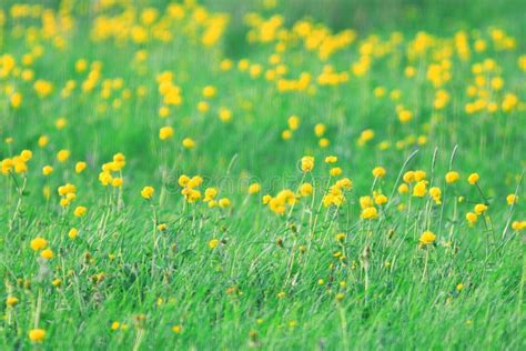 Flores Amarillas De La Primavera Imagen de archivo - Imagen de fragancia, cubo: 61578861