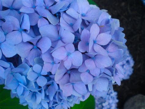 CLose up picture of Hydrangea flowers in blue purplish color.jpg Hi-Res 720p HD