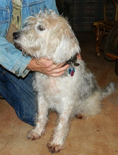 Lise's Log Cabin Life: Pogo Gets a Haircut on a Blustery Day