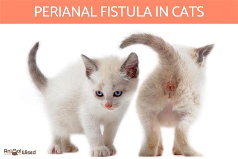 Perianal Fistula in Cats - Causes, Symptoms and Treatment